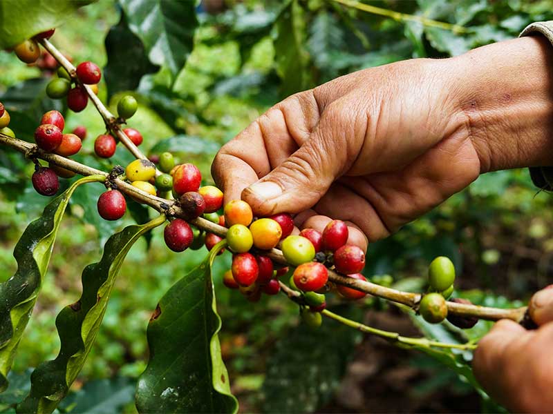 Coffee cherries still on the coffee plant before being picked and processed into coffee beans